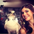 Alexandra Daddario : alexandra-daddario-1442669475.jpg