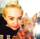 Miley Cyrus : miley-cyrus-1408039738.jpg