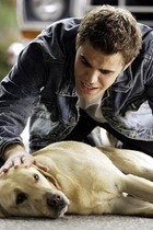 Paul Wesley : paulwesley_1253639607.jpg